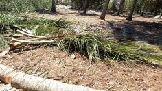 Clearing For The Boys House/Garden