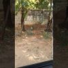 First Monkey Sighting in Tanzania😁😁😍