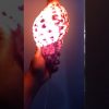 Seashell Lighting Experiment 🐚🏖⭐